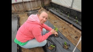 BELL PEPPER TRANSPLANT INTO RAISED BEDS