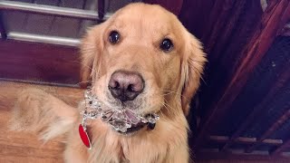 Service Dog Milton helping to decorate our Christmas tree