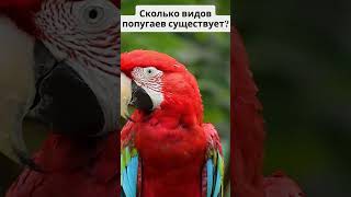 Сколько видов попугаев существует?