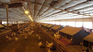 inside chicken farm