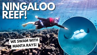 Snorkelling the Ningaloo Reef - Exmouth & Coral Bay, Western Australia