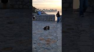 Cats of Hydra Island #shorts