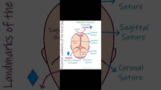 Land marks of Fetal Skull