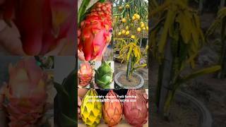 Rare variety dragon Fruit Grafting plant । রেয়ার ভ্যারাইটি ড্রাগন ফলের চারা #graftingdragonfruit77