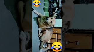 #dog  #funny #shorts #trendingshorts #dogvideo #doglover #reels #doglover