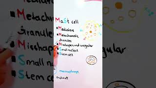 what is a mast cell ? ( cool mnemonic )