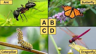 ABC Insects for Kids | Learn A-Z Insect Names and Fun Facts!