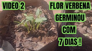 Flor Verbena Como Cultivar Pela Semente