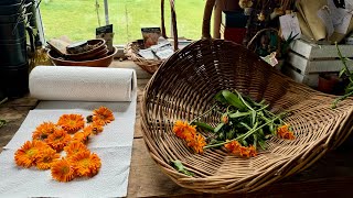 Step 1 to making calendula salve: drying the flowers