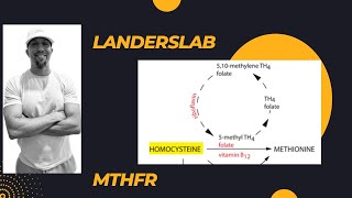 MTHFR Gene Mutation