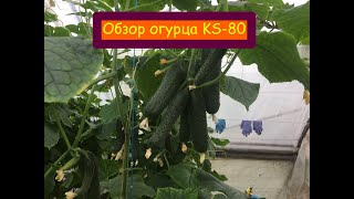 Обзор сорта огурца KS 80!!!