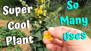 Learning About The Wonderful Mullein Plant - Medicinal, Firestarter, Beautiful