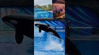 Orca Encounter at SeaWorld Orlando #shorts #seaworld #orca