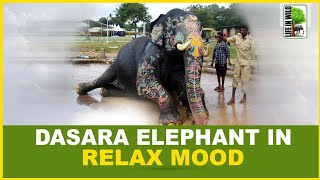 Dasara elephant's : ಅರ್ಜುನ ಆನೆ ವಿಡಿಯೋ | Mysuru Dasara 2022