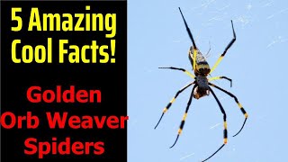 5 Fascinating Facts About Golden Orb Weaver Spiders