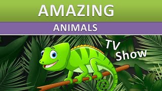 Amazing Animals   Animal Builders  Kids TV Show