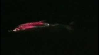 Night Fishing Tarpon and Snook - Summer Fishing Kickoff Report