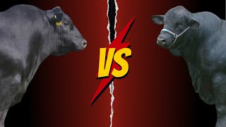 Aberdeen Angus versus Brangus