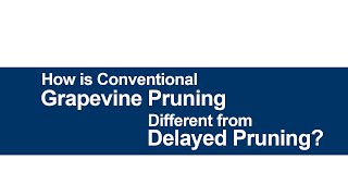 How is Conventional Grapevine Pruning Different from Delayed Pruning?