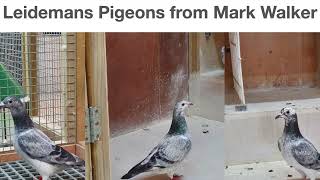 Mark Walker Leideman Racing Pigeons