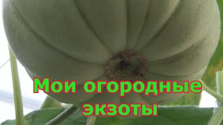 Экзотические растения в моем огороде: инжир, пепино, огурдыня, арахис. Подмосковье.