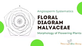 Malvaceae Floral Diagram I Morphology of Flowering Plants