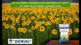 Юг Агролидер. Гибриды подсолнечника НС Таурус, НС Имисан, НС Рими. Озимый горох.