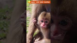 monkey grasping the sun 太陽を掴む ‼️ Japanese macaque baby monkey #ニホンザル #snowmonkey