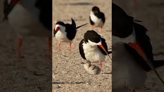 BLACK SKIMMER with CHICK! So adorable!