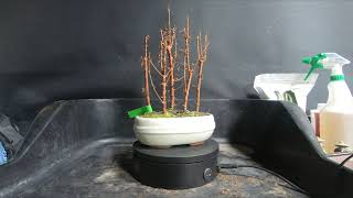 Introducing 3 new Bonsai Trees 5th Feb 2022