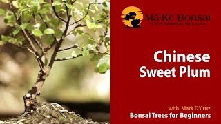 63) How to do Sageretia theezans, Chinese Sweet Plum Bonsai