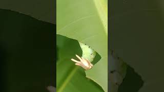 Lagarto foi pego comendo folha de bananeira