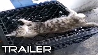 Funny Cats 2022 Trailer