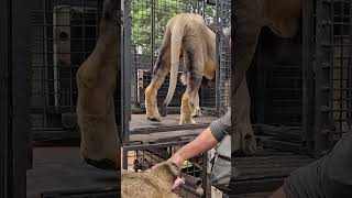 How to Load LION Brother and Sister #wildlife #cat #animals