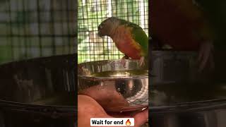 Green cheek conure breeding pair 😱| how to breed conures | #shorts