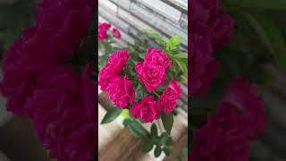 Pink Beauties 💗 #shorts #shortvideo #freshflowers #balconygarden #summer #balconydecorationideas