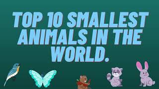 Top 10 Smallest Animals in the World, The World's Smallest Animals.