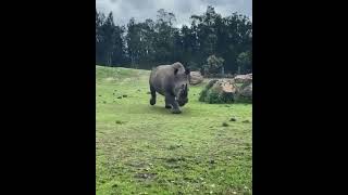 One of 2[F] White Rhinos left in the world