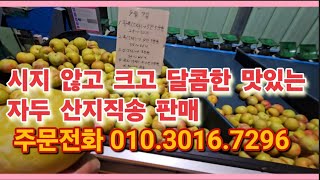 시지 않고 크고 달콤한 맛있는 추희자두 산지직송 이벤트 가격으로 판매(주문전화 010.3016.7296)(농사의신)