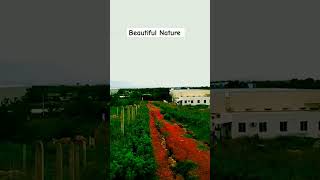 beautiful nature picture #youtubeshorts #nature #shortvideo