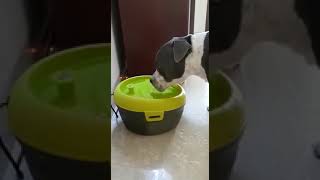 Junior with Goofy Tails Water Fountain | Owner Anshu Gupta | American Bully