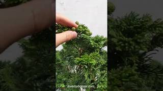 Golden Hinoki Cypress Specimen Bonsai Tree