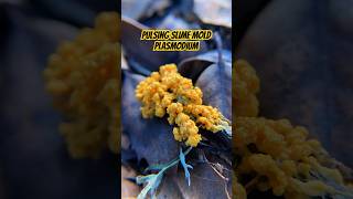 The Last Of Us IRL: Pulsing Slime Mold Plasmodium