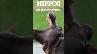 HIPPOS IN THE OKAVANGO DELTA_YouTube