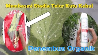 Perolingan Insektisida Untuk Pengendalian hama KUTU KEBUL/KUTU PUTIH