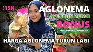 Harga aglonema turun plus bonus | Tanaman hias aglonema terlaris cocok untuk pemula