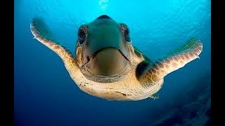 National Geographic Documentary Wild - Ocean Animals Life Under the Sea - BBC Documentary History