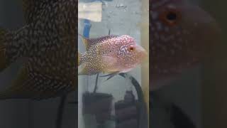 louhan merah progres #louhan #flowerhorn #ikan #aquarium