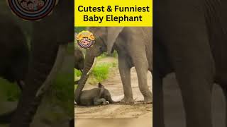 Cutest & Funniest Baby Elephant  #funny #comedy#elephant #animals #cute #cuteanimals #babyanimals