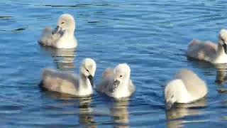 3 minutes of Mute Swan cygnets. What more could you want?